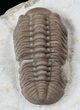 Lochovella (Reedops) Trilobite With Bite Mark - Clarita, Oklahoma #36144-2